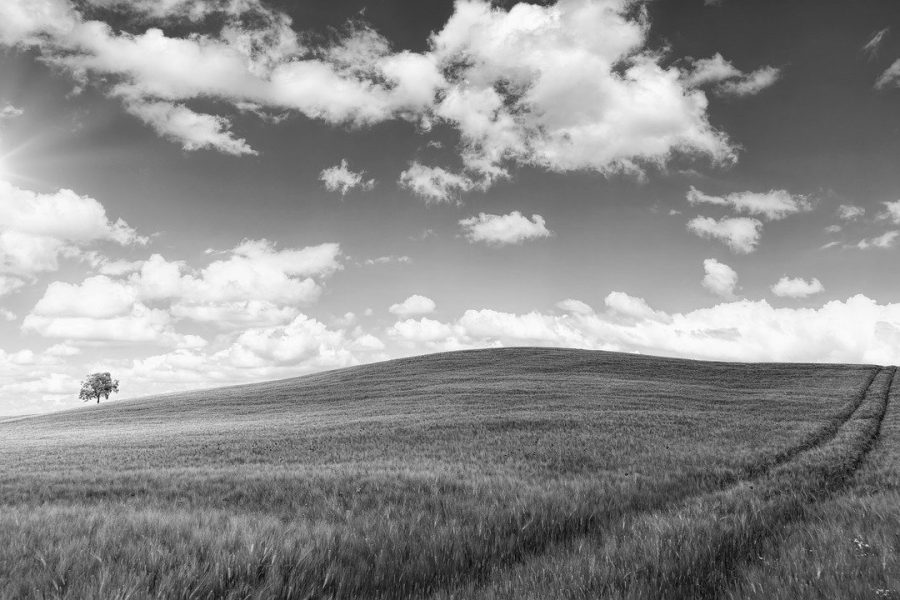 field bw